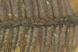 Fossil Fern (Pecopteris) - Mazon Creek #121091-1